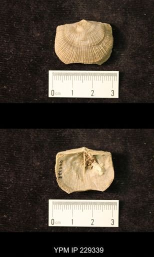 Derbya crassa texana