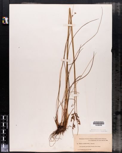 Juncus dichotomus
