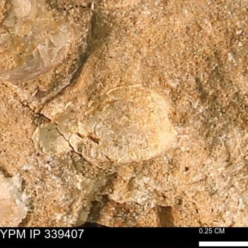undet. Bivalvia