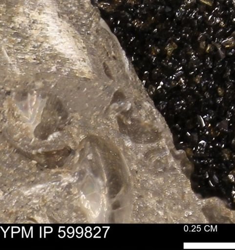 Protocardia subquadrata