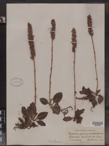 Peramium pubescens