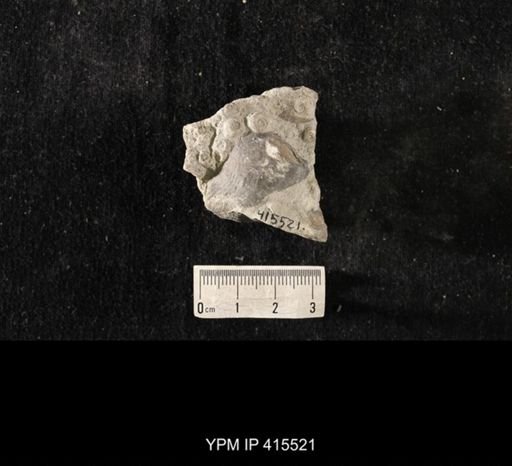 Strophomena fluctuosa