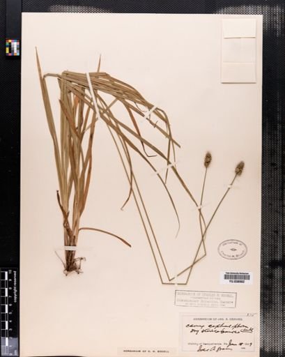 Carex cephalophora