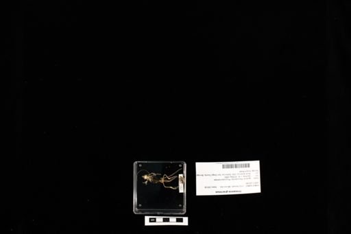 Urosaurus graciosus