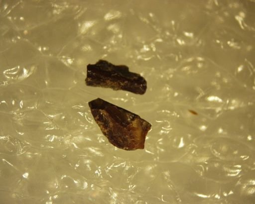 Diacocherus minutus