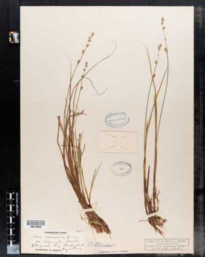 Carex canescens disjuncta