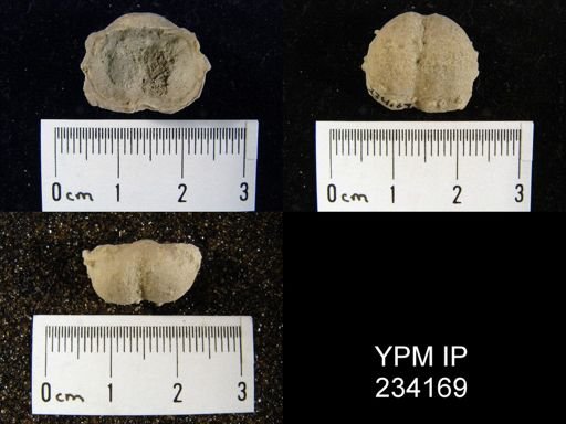 Marginifera wabashensis