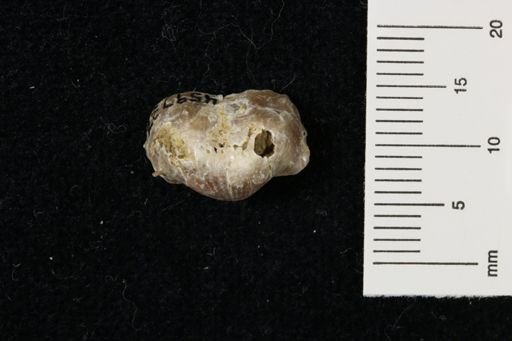 Marginifera wabashensis