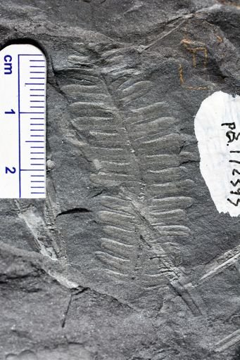 Pecopteris sp.