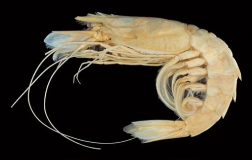 Aristaeus tridens