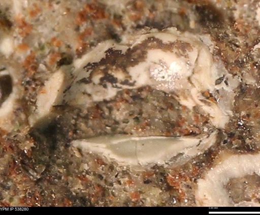 Corbulamella gregaria