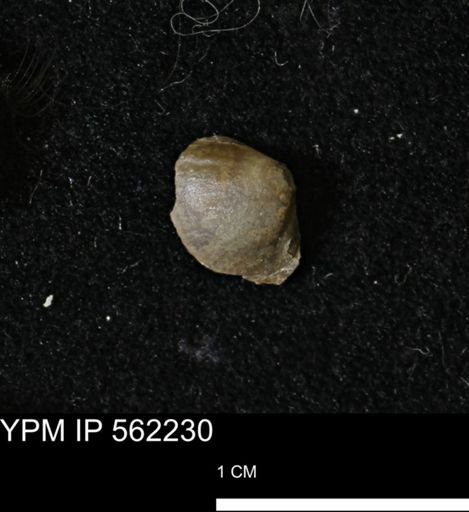 Limopsis striatopunctatus