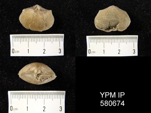 Pionodema subaequata