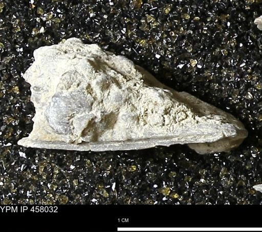 Strophodonta sp.