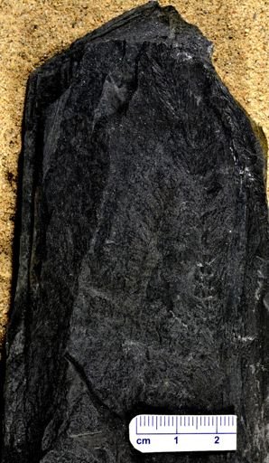 Pecopteris sp.