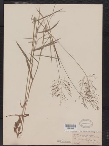 Panicum dichotomum