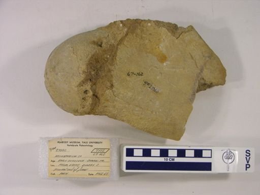 Arsinoitherium sp.