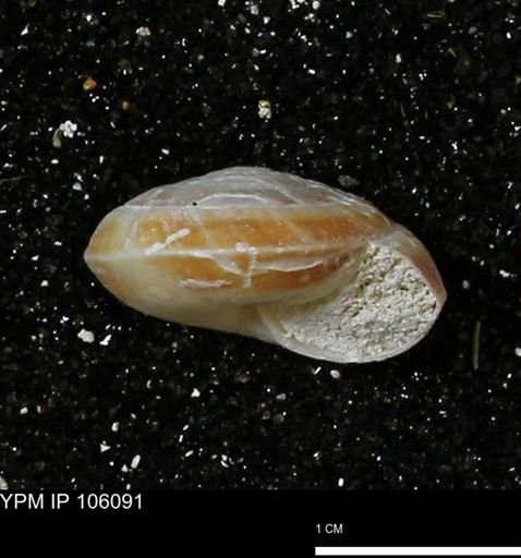 Poecilozonites bermudensis zonatus