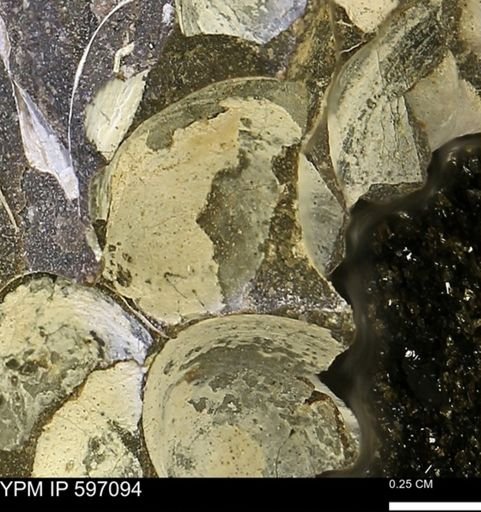 Limopsis striatopunctatus