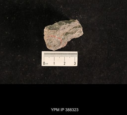 Spiriferina kentuckiensis