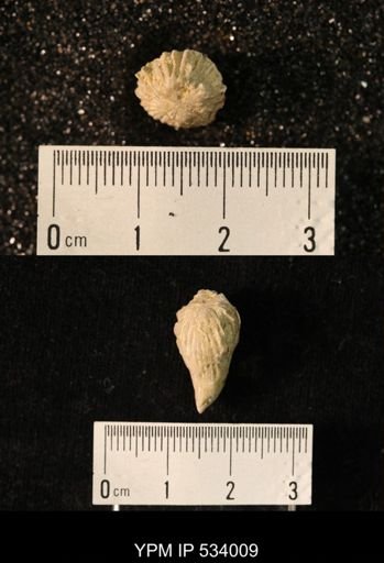 undet. Rugosa