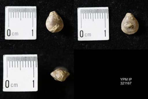 Dielasma sp.