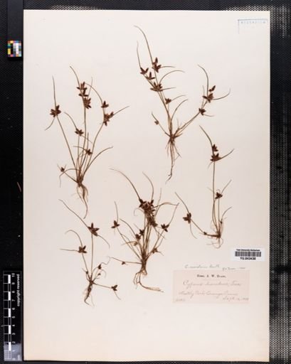 Cyperus rivularis