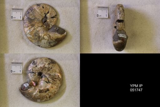 Hoploscaphites nicolletii