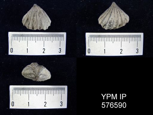 Rhynchotreta cuneata
