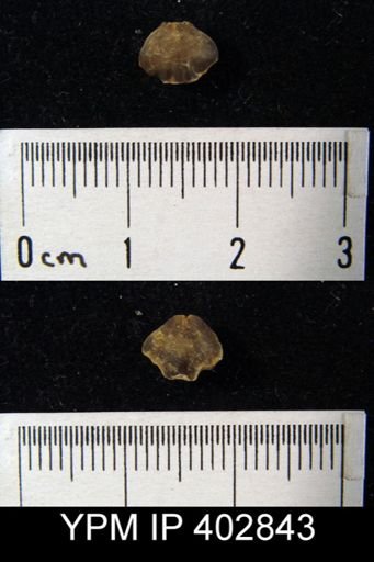 Camarophoria explanata