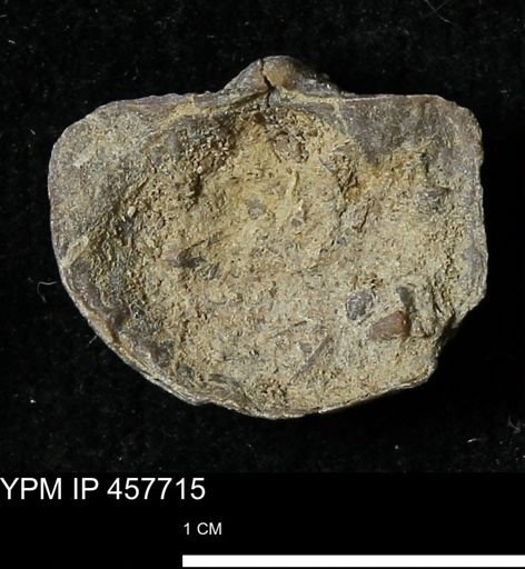 Helaspis sp.