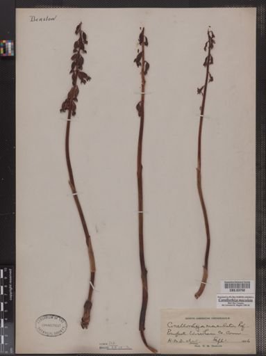 Corallorhiza maculata