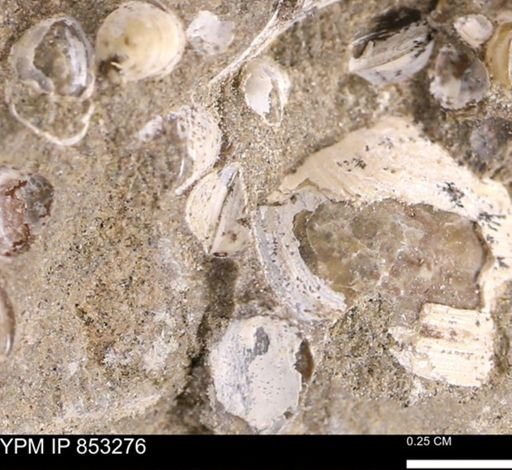 Protocardia sp.
