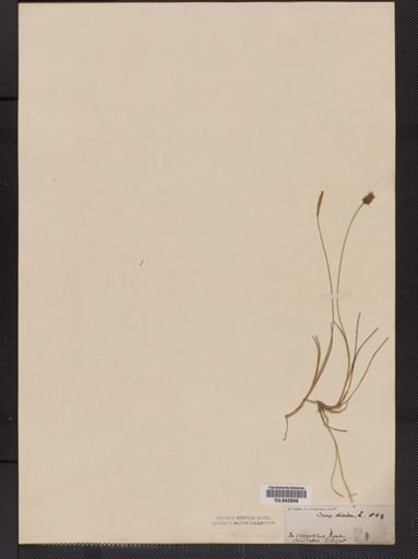 Carex