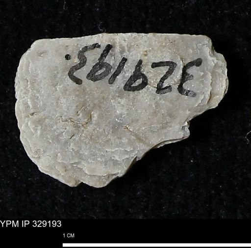 Pholidostrophia iowaensis