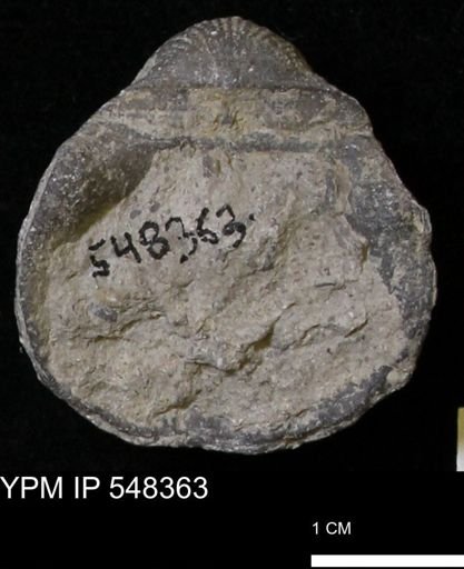 Stropheodonta navalis