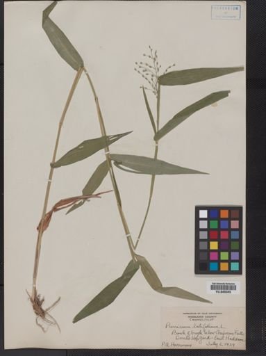 Panicum latifolium