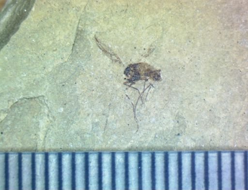 undet. Diptera