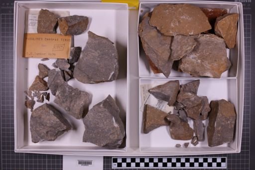 mixed taxa, stratigraphic collection