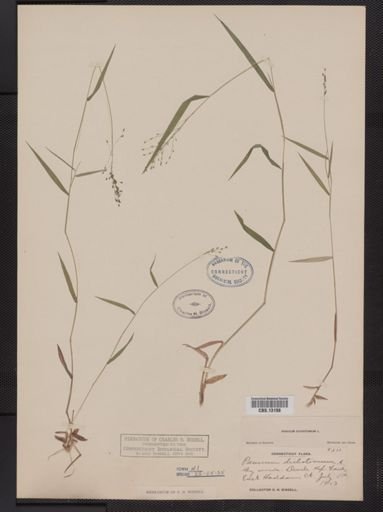 Panicum dichotomum