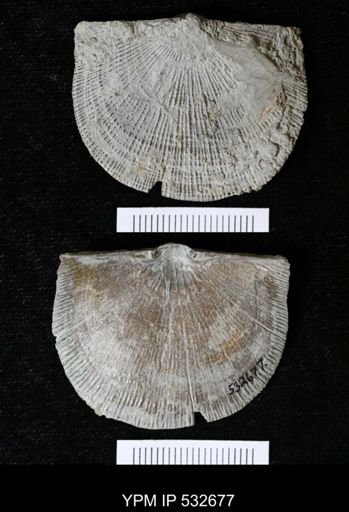 Schuchertella sp.