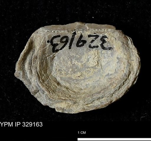 Pholidostrophia iowaensis