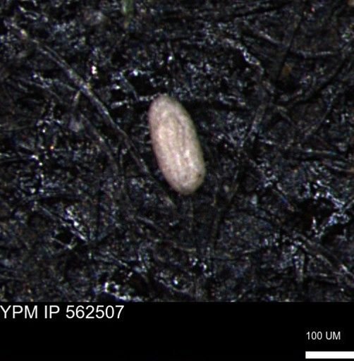 Miliammina ischnia