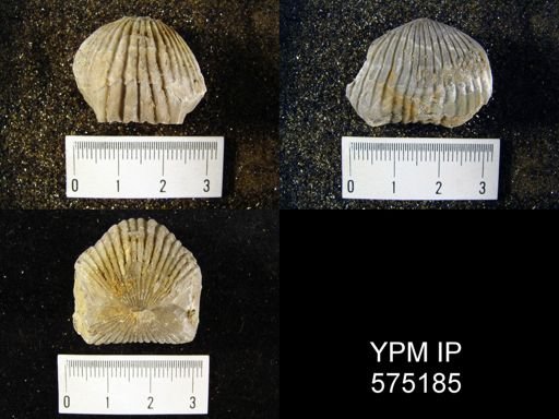 Uncinulus stricklandi