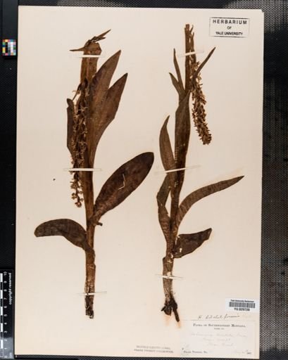 Plantae