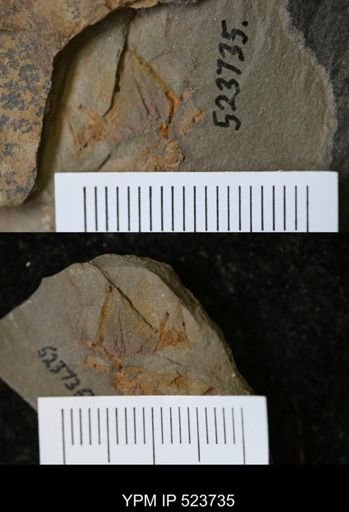 Cothurnocystis sp.