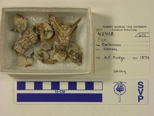 undet. Actinopterygii