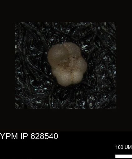 undet. Foraminiferida