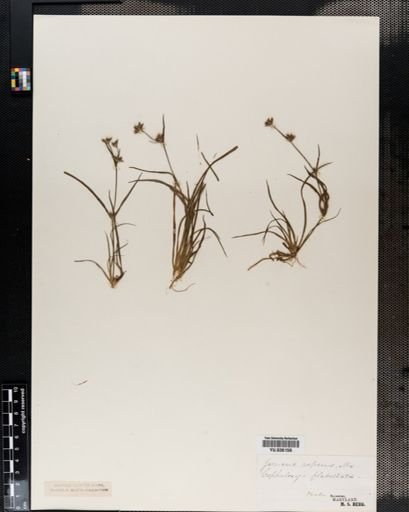 Juncus