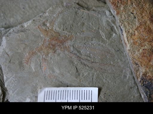 Marrellomorpha